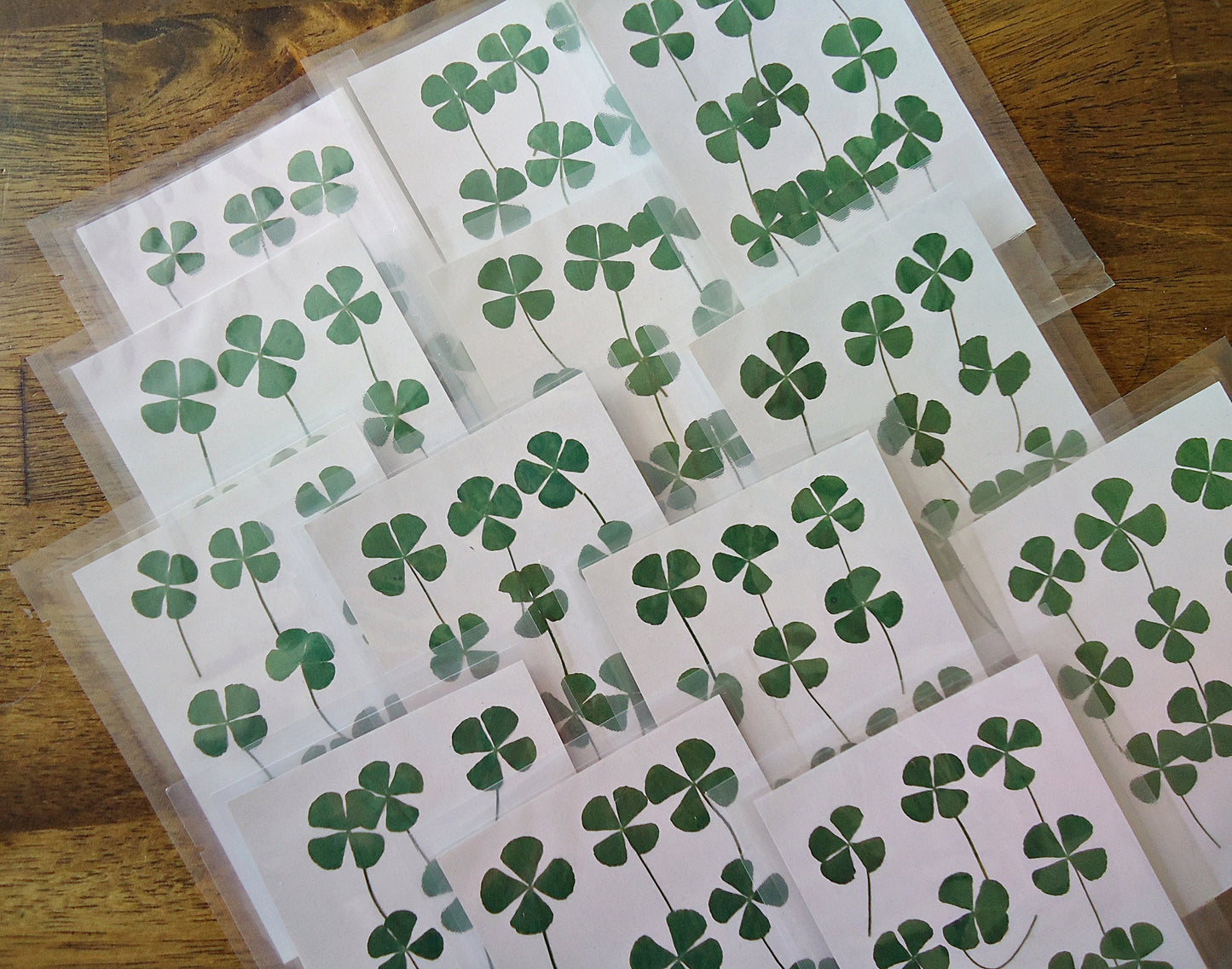 Pack of 10, Dried Pressed Four Leaf Clovers, 3/4" - 1" Wide, Lucky Clovers, Resin Crafts