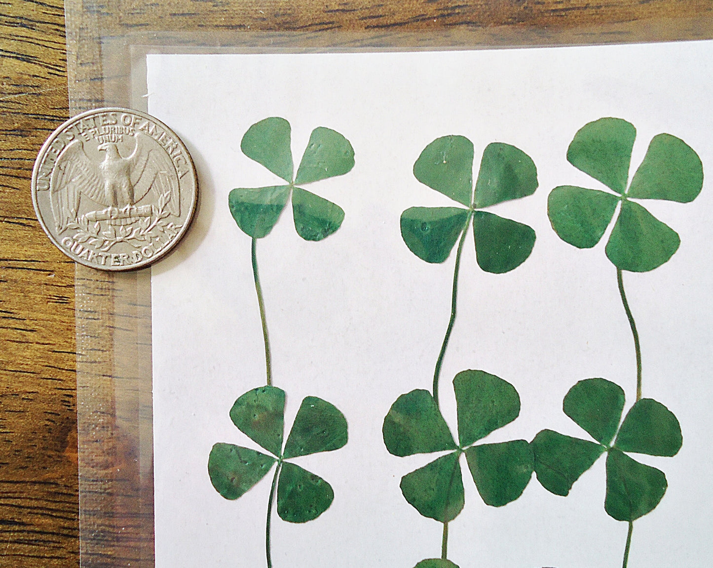 Pack of 10, Dried Pressed Four Leaf Clovers, 3/4" - 1" Wide, Lucky Clovers, Resin Crafts